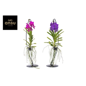 Vanda op standaard Mix