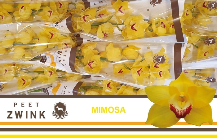 <h4>CYMB T MIMOSA</h4>