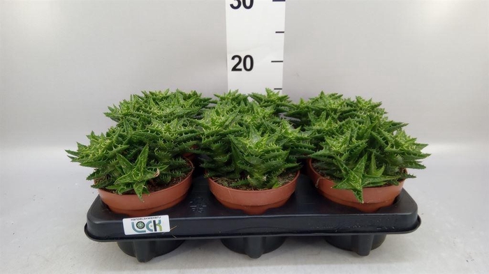 <h4>Aloe   ...</h4>