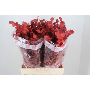 EUC CIN KLB P BOS H%