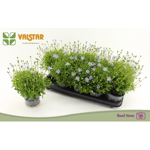 FELI AM FELICIT BLUE