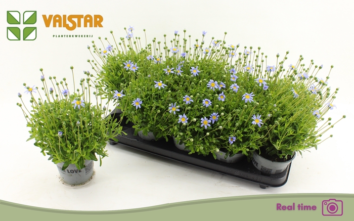 <h4>FELI AM FELICIT BLUE</h4>