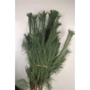 Pinustakken Strobus L160cm