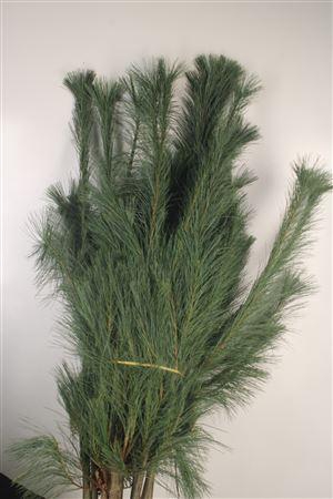 <h4>Pinustakken Strobus L160cm</h4>