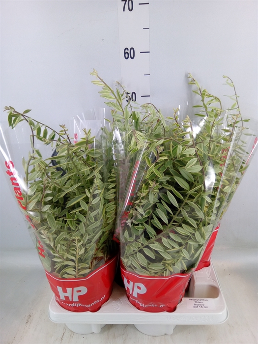 <h4>Aeschynanthus  'Bolero Bicolore'</h4>