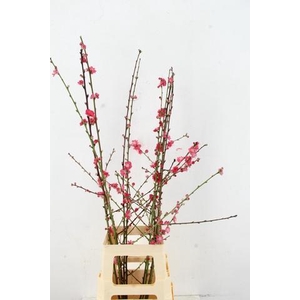 PRUNUS MELRED VERTAKT 100CM