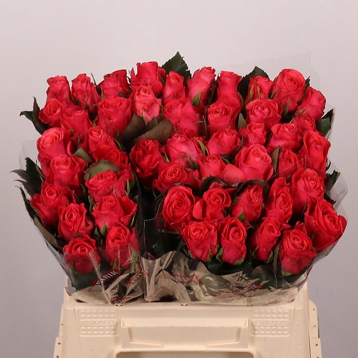 <h4>R GR PINK TACAZZI+</h4>