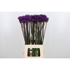 Allium Purper Sensation