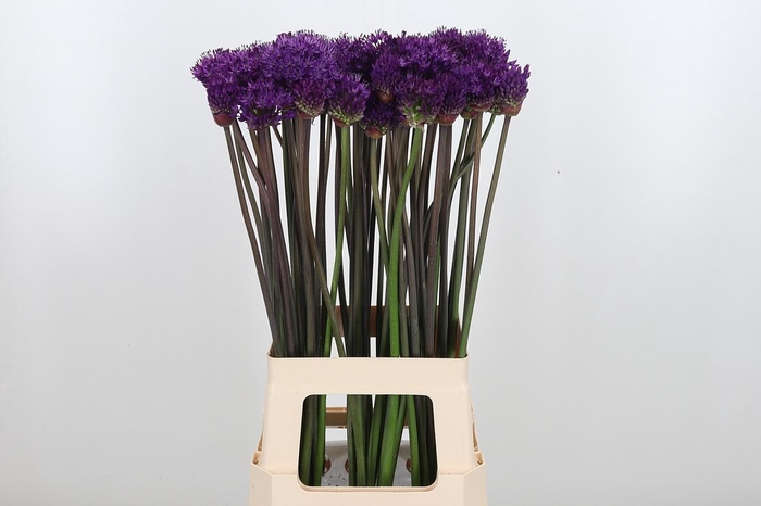 <h4>Allium Purper Sensation</h4>