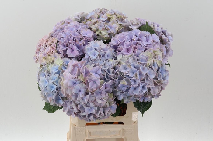 <h4>Hydr M My Minerva</h4>