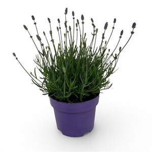 Lavandula An Hidcote