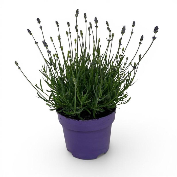 Lavandula An Hidcote