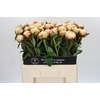 Paeonia Ann Cousins