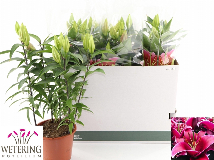 <h4>LIL OR SUNNY KEYS</h4>