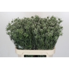 Eryngium Silver Dynamite