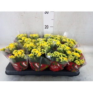 Kalanchoe blos. 'Calandiva Nolin'