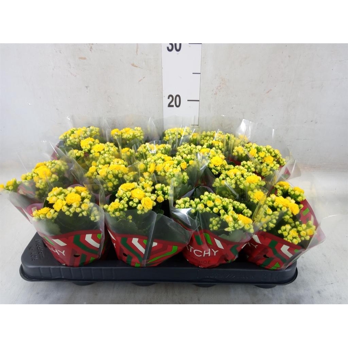 <h4>Kalanchoe blos. 'Calandiva Nolin'</h4>