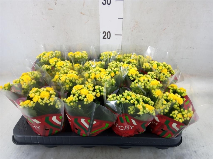 Kalanchoe blos. 'Calandiva Nolin'