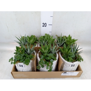 Arr.   Kamerplant Groen L%