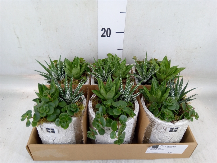 <h4>Arr.   Kamerplant Groen L%</h4>