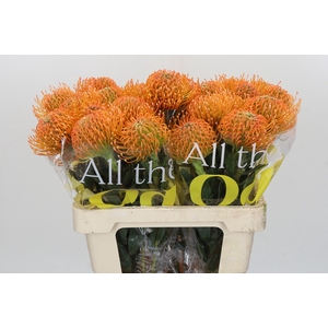 Nutans Ayoba Peach