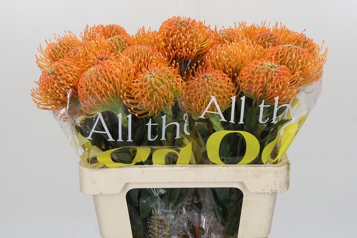 <h4>Nutans Ayoba Peach</h4>