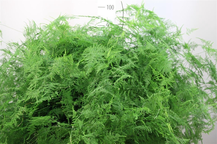 <h4>Asparagus Setaceus Lang Getopt</h4>