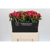 Paeonia Belgravia