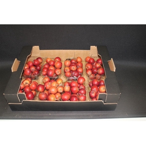 F Appel Malus Rood X8