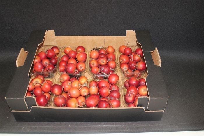 <h4>F Appel Malus Rood X8</h4>