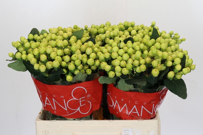 <h4>Hypericum Smiley Romance</h4>