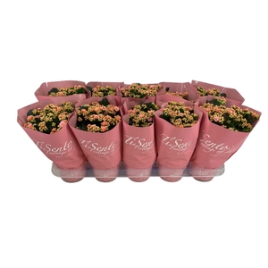 KAL GE PERFECTA ROSA