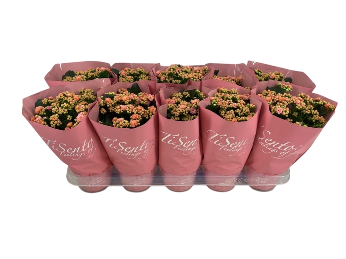 <h4>KAL GE PERFECTA ROSA</h4>