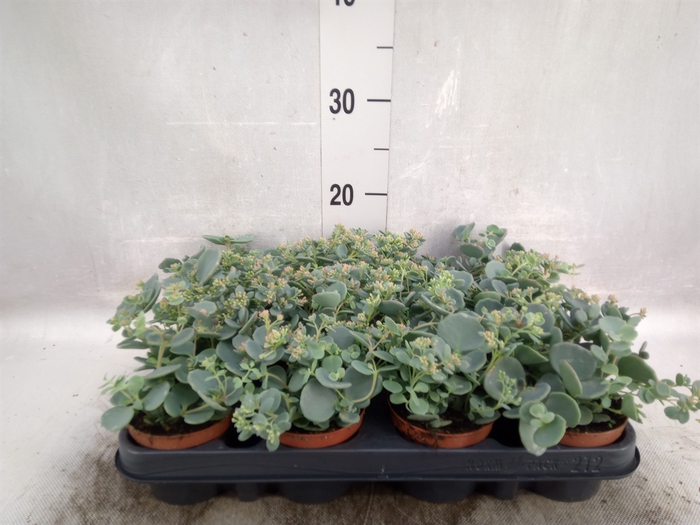 Sedum sieboldii