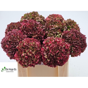 HYDR M MAG PI RUB CL