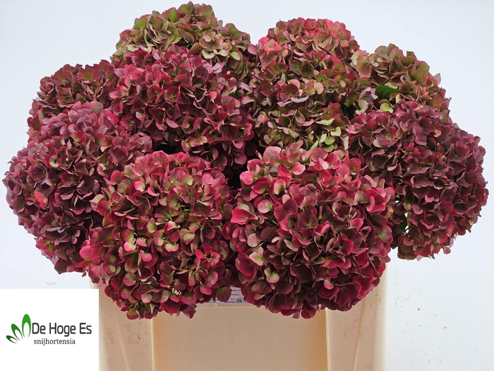 <h4>HYDR M MAG PI RUB CL</h4>