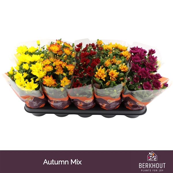 <h4>Chrysant Autumn mix</h4>