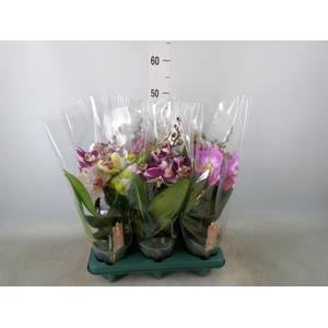 Phalaenopsis  'Spirit'   ...mix