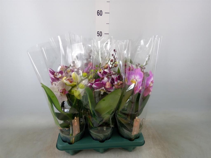 <h4>Phalaenopsis  'Spirit'   ...mix</h4>