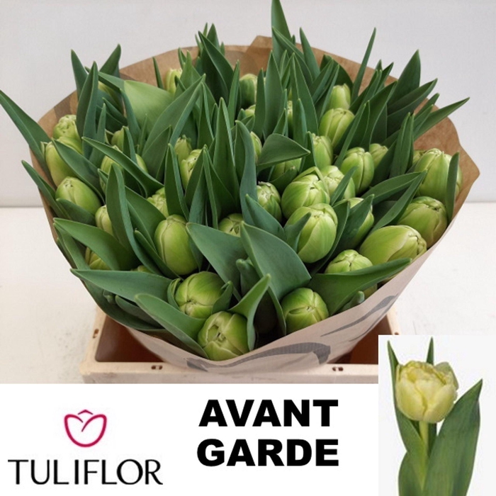 <h4>TU DUB AVANT GARDE TU DU AVANT GARD</h4>
