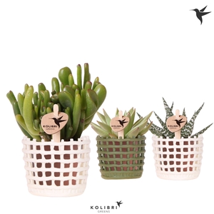 Kolibri Greens Succulenten mix in Mesh pot mix
