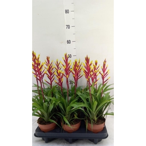 Guzmania  'Misty'