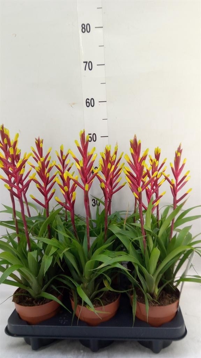 <h4>Guzmania 'Misty'</h4>