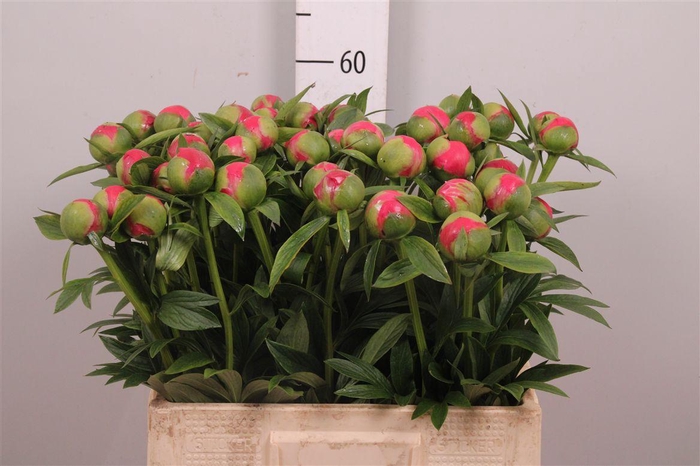 <h4>Paeo Coral Charm</h4>