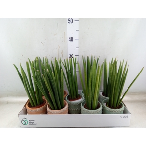 Sansevieria cyl.  ...