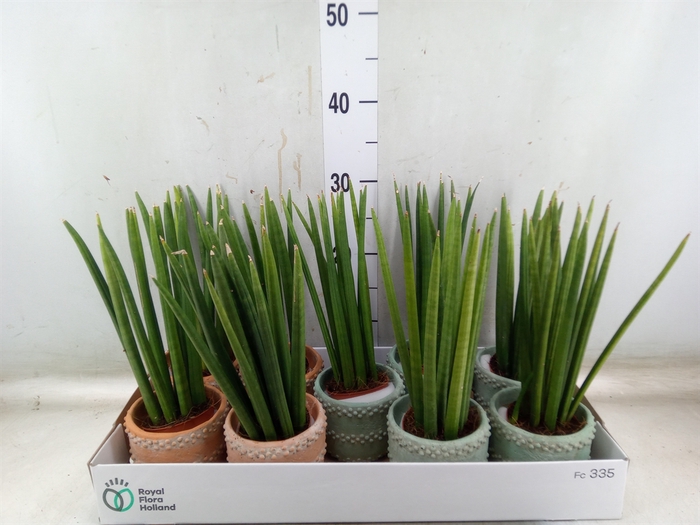 <h4>Sansevieria cyl.  ...</h4>