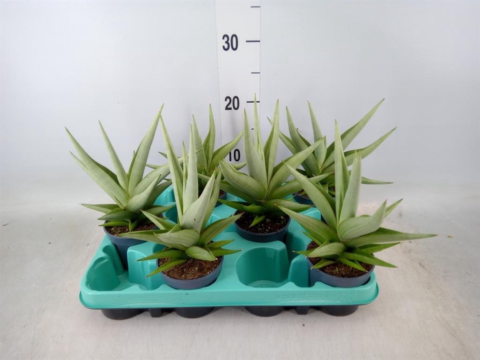 <h4>Sansevieria   ...</h4>