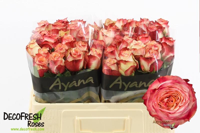 <h4>R Gr Attraction Extra Ayana</h4>