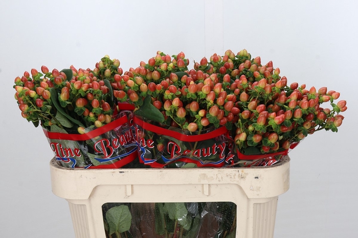 <h4>Hypericum Globo Coral</h4>