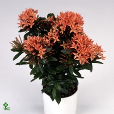AMAR CA GREE SPIDER